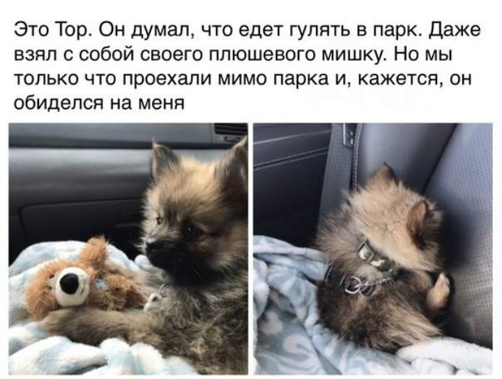 Это Тор Он думал что едет гулять в парк Даже взял с собой своего плюшевого мишку Но мы только что проехали мимо парка и кажется он обиделся на меня