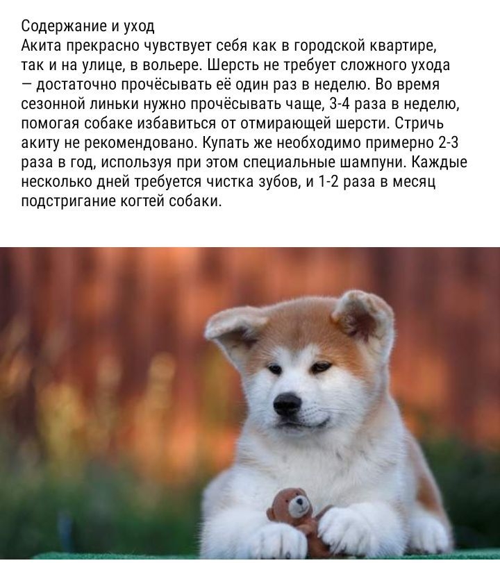 Содержание и уход Акита прекрасно чувствует себя как в городской квартире так и на улице в вольере Шерсть не требует сложного ухода достаточно прочёсывать её один раз в неделю Во время сезонной линьки нужно прочёсывать чаще 3 4 раза в неделю помогая собаке избавиться от отмирающей шерсти Стричь акиту не рекомендовано Купать же необходимо примерно 2 3 раза в год используя при этом специальные шампу