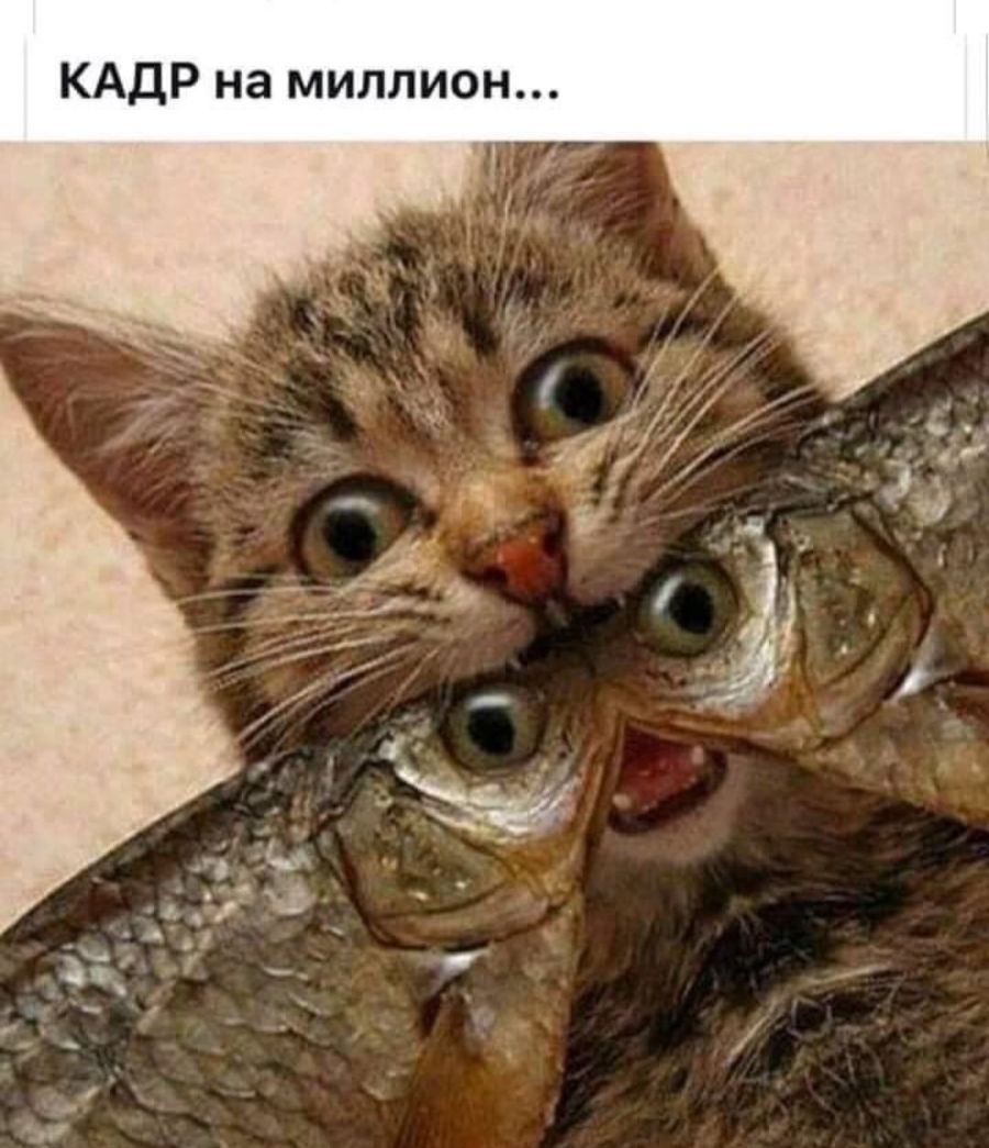 КАДР на миллион
