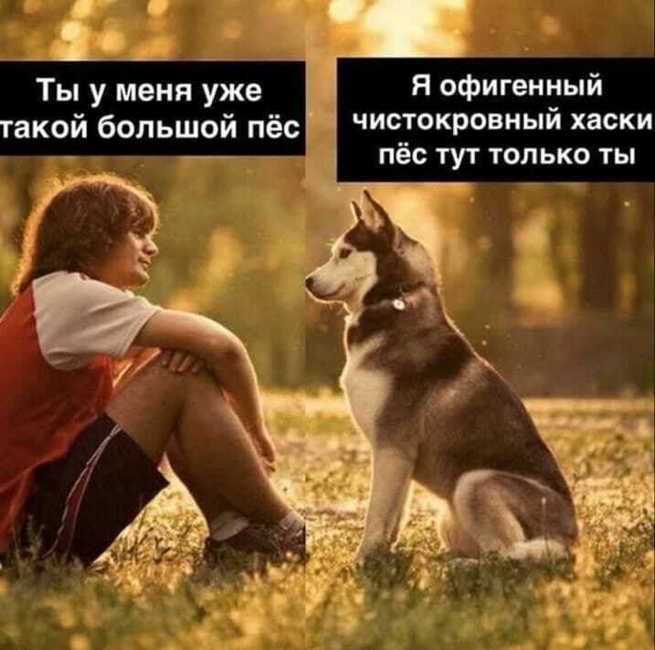 Я офигенный чистокровный хаски пёс тут только ты Ты у меня уже такой большой пёс