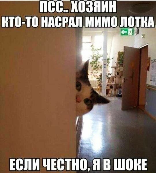 пес хозяин НП ТП ШШРАЛ МИМ0 ППШ юпи чюпю я в шин