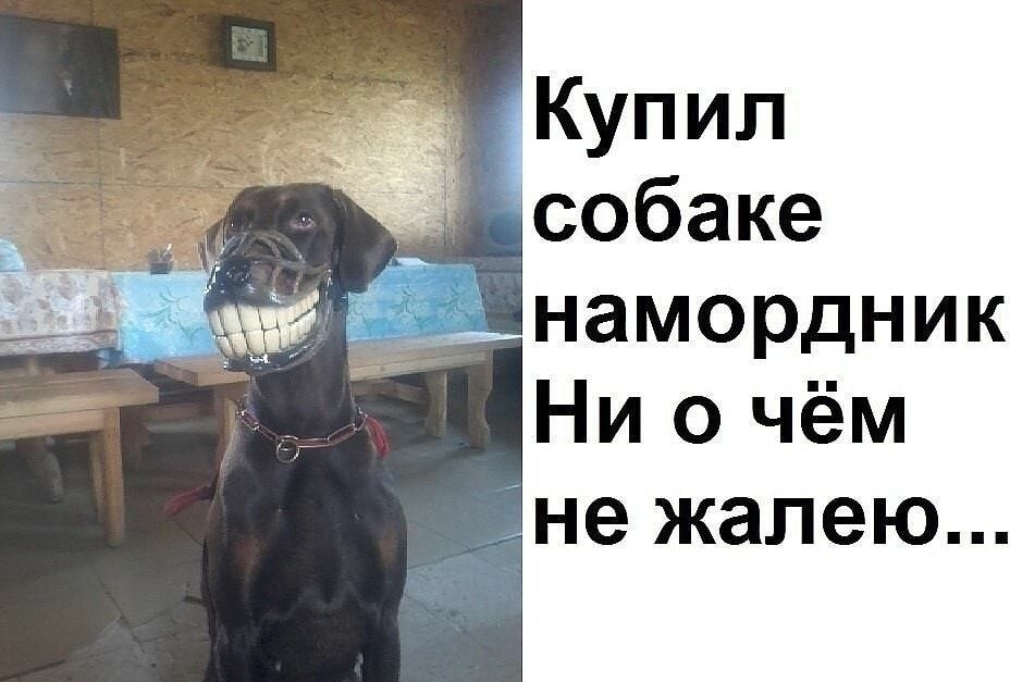 дКупил _д собаке намордник Ни о чём не жалею