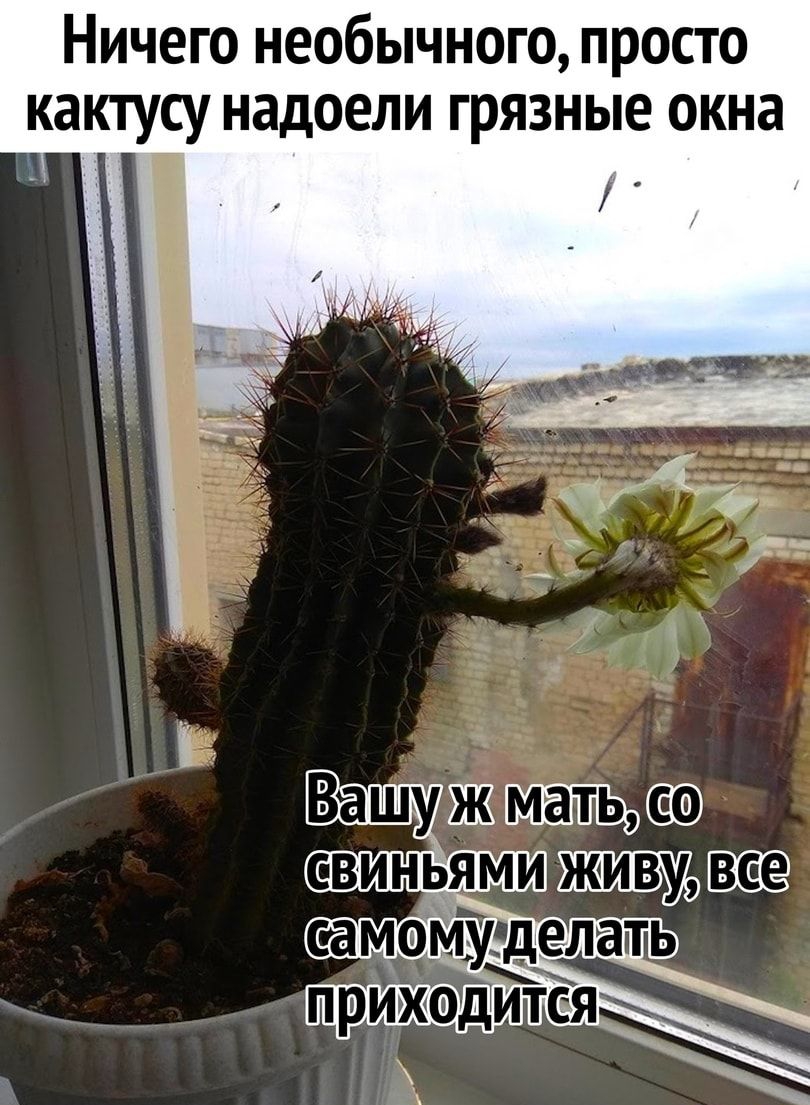 Ничего необычного просто кактусу надоели грязные окна