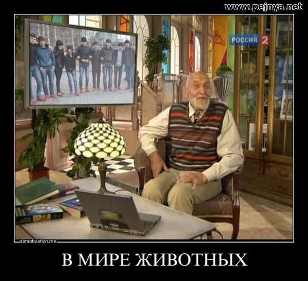 В МИРЕ ЖИВОТНЫХ