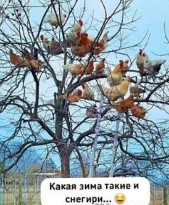 Какая зима такиеи _ спешит