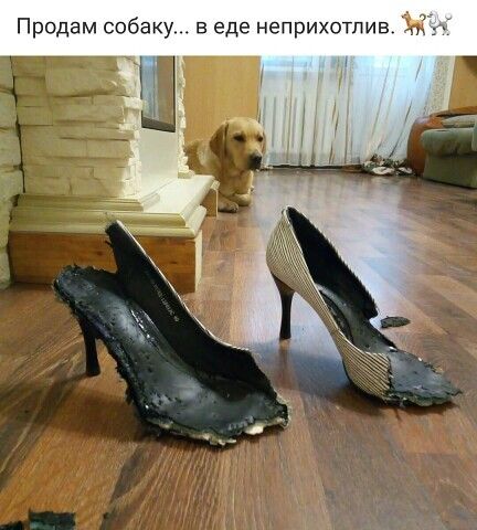 Продам собаку в еде неприхотлив Ж