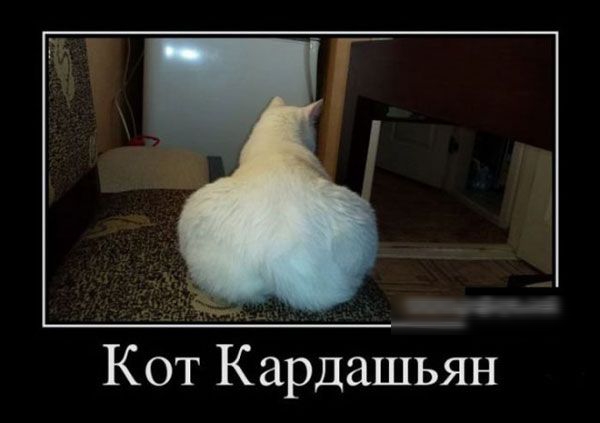 Кот Кардашьян