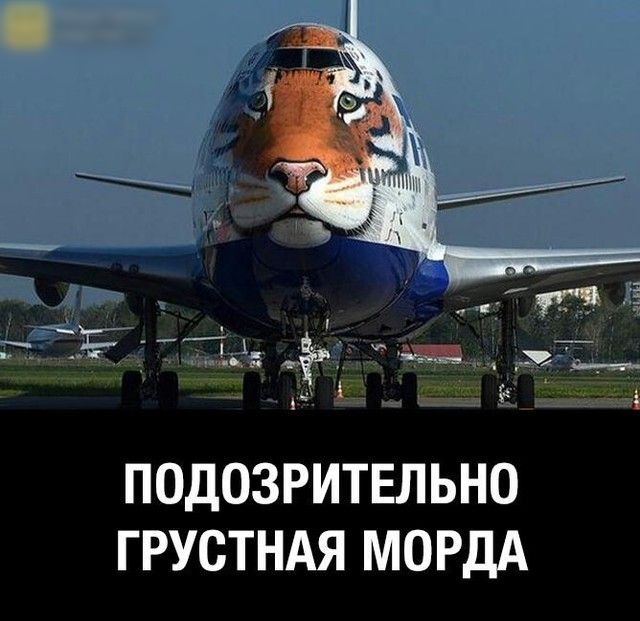 ПОДОЗРИТЕЛЬНО ГРУСТНАЯ МОРДА