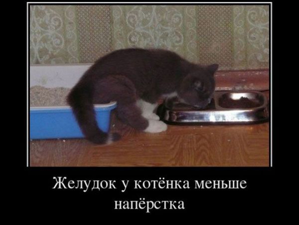 _ Желудок у котёнка меньше напёрстка