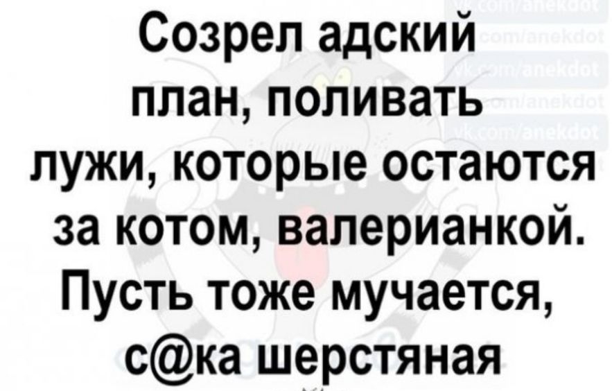 Созреп адский план попивать лужи которые остаются за котом валерианкой Пусть тоже мучается ска шерстяная