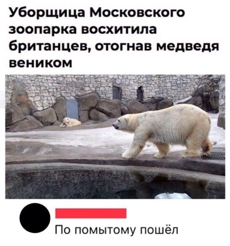 Уборщица Московского зоопарка восхитипа британцев отогнав медведя По помытому пошёл