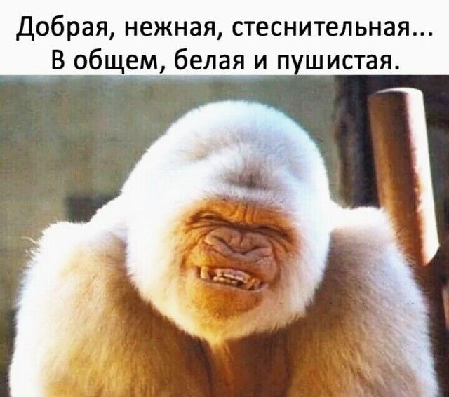 Добрая нежная стеснительная Вобщем белая и п шистая