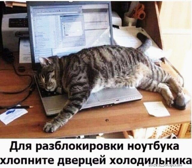 Для разблокировки ноутбука хлопните дверцей холодцдзццка