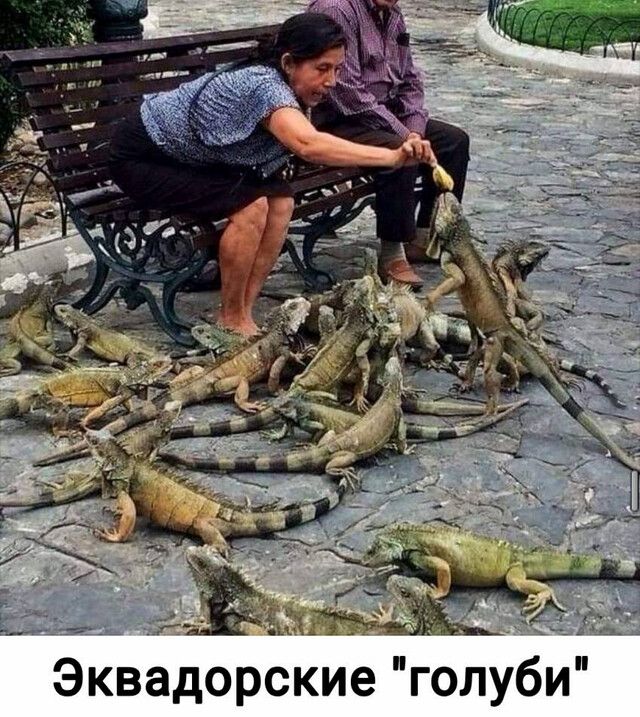 Эквадорские голуби
