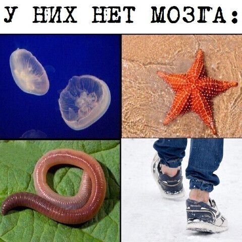 У НИХ НЕТ МОЗГА