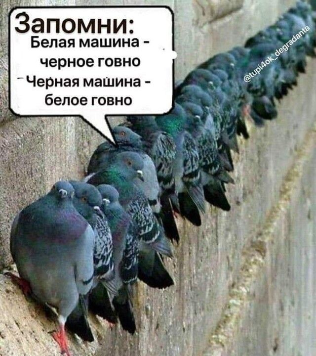 Запомни Белаямашина черноеговно Черная машина белоеговно