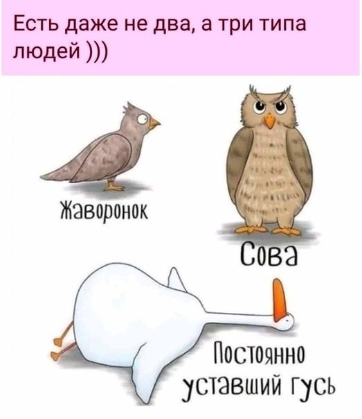 Есть даже не два а три типа людей Жаворонок Постоянно уставший Г усь