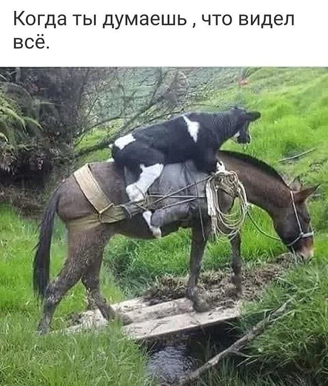 Когда ты думаешь что видел