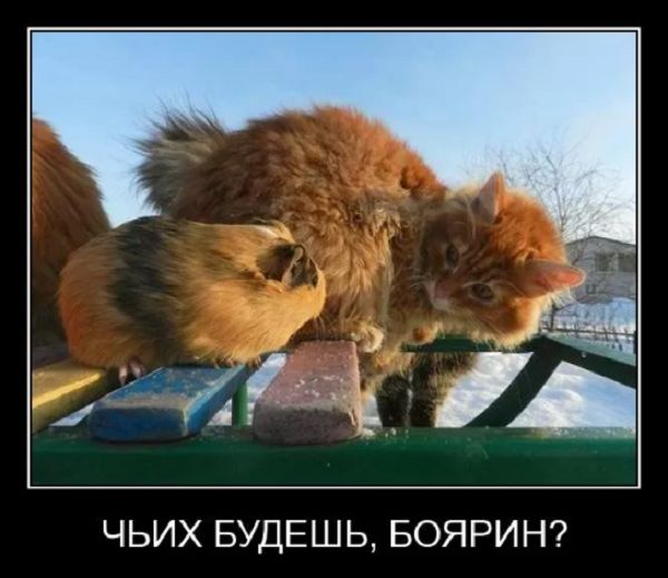 ЧЬИХ БУДЕШЬ БОЯРИН