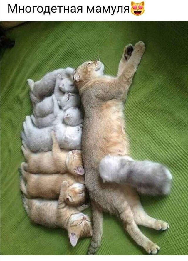 МНОГОДЕТНЭЯ МЭМУЛЯ