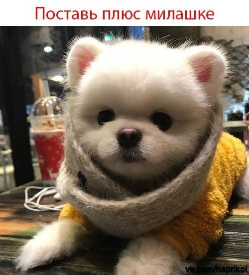 ПОСТЭВЬ ПЛЮС милашке