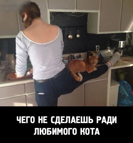 ЧЕГО НЕ СДЕЛАЕШЬ РАДИ ЛЮБИМОГО КОТА