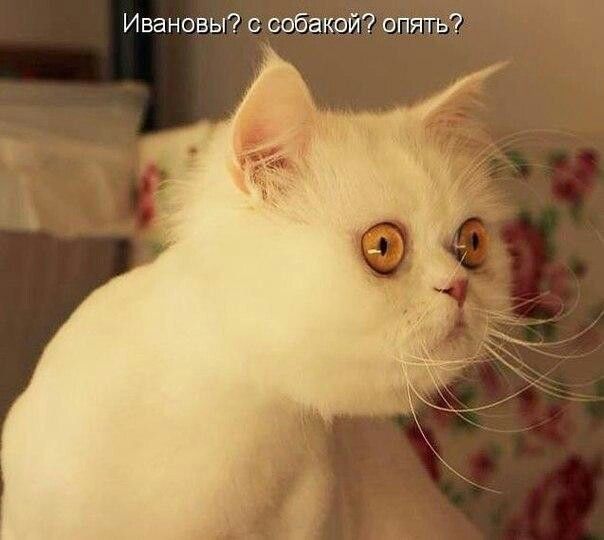 Ивановы е ШЕЕЫЭ