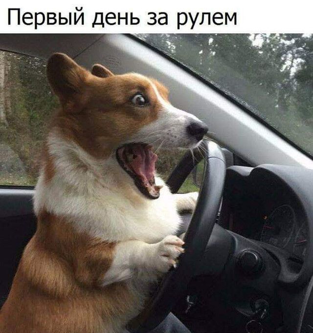 ЛЭМ д Первый день за ру
