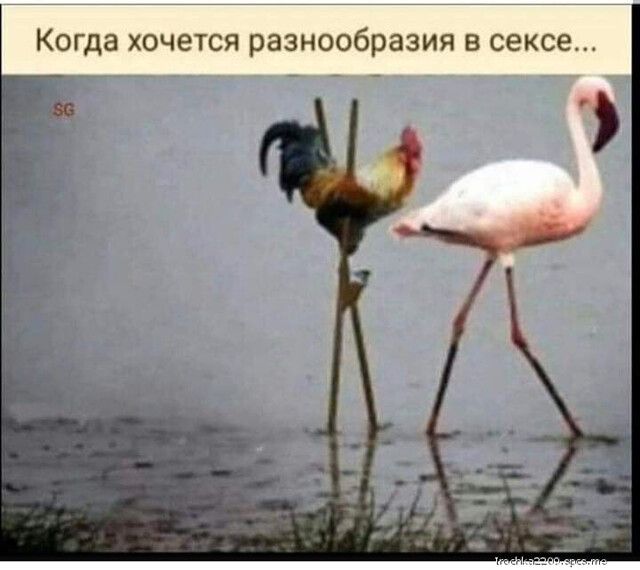 Когда хочется разнообразия в сексе