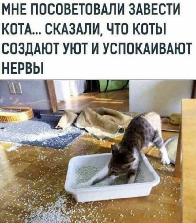 МНЕ ПОСОВЕТОВАЛИ ЗАВЕСТИ КОТА СКАЗАЛИ ЧТО КОТЫ СОЗДАЮТ УЮТ И УСПОКАИВАЮТ НЕРВЫ