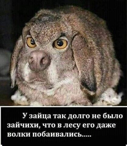 У зайца так долго не было зайчихи что В лесу его даже волки побаивялись