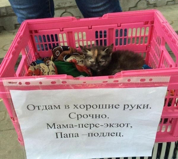 Отдам в хорошие руКИ_ Срочно Мамапсрсчкчоч Папа поллсц Ш