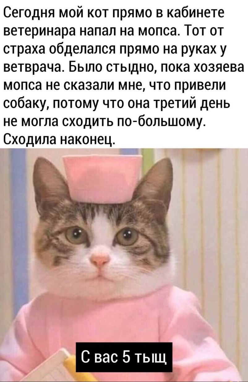 Сегодня мой кот прямо в кабинете ветеринара напал на мопса Тот от страха обделался прямо на руках у ветврача Было стыдно пока хозяева мопса не сказали мне что привели собаку потому что она третий день не могла сходить побольшому Сходила наконец Р 1 дв _ Свас5ты Щ 7