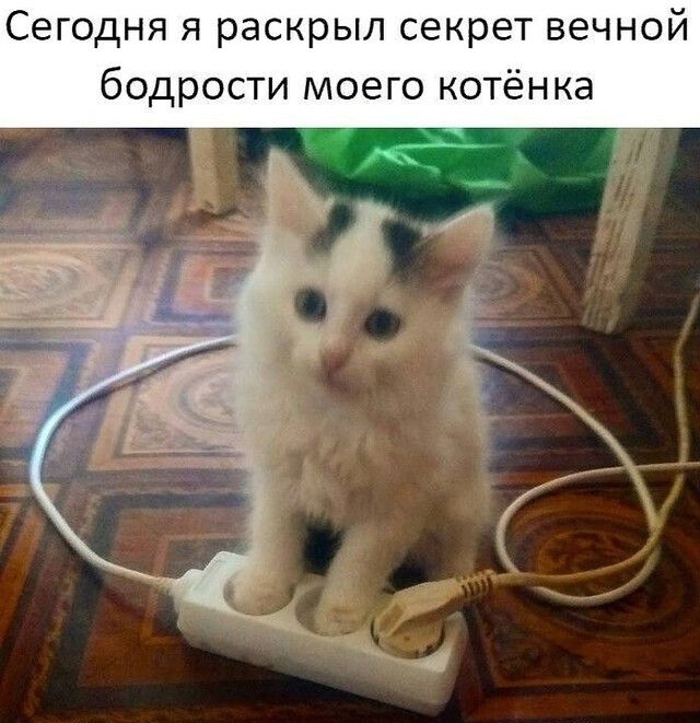 Сегодня я раскрыл секрет вечной бодрости моего котёнка
