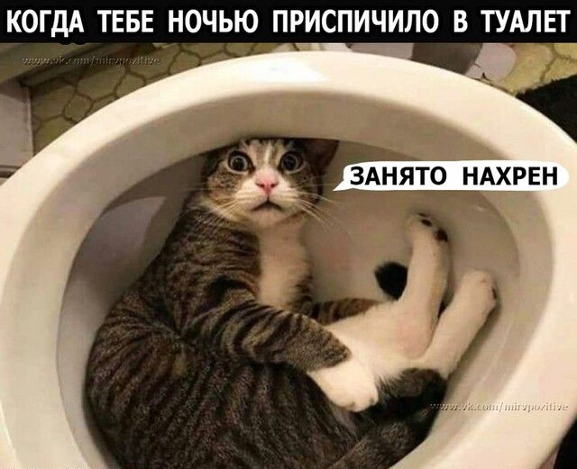КОГДА ТЕБЕ НОЧЬЮ ПРИСПИЧИО В ТУАЛЕ__