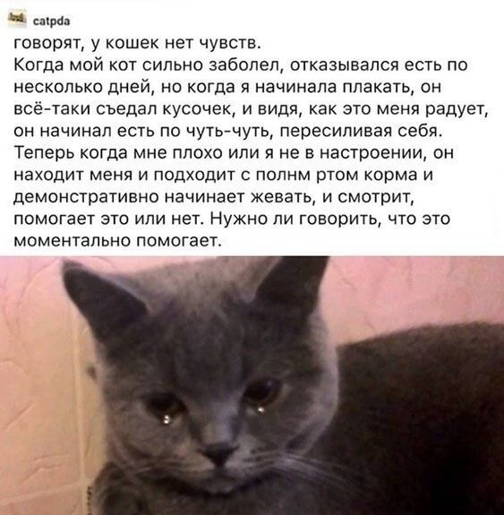 4 шум говорят у кошек нет чувств Когда мой кот сильно забопеп отказывался есть по несколько дней но когда я начинала плакать он во таки съедап кусочек и видя как это меня радует он начинал есть по чуть чуть пересипивая себя Теперь когда мне плохо или я не в настроении он находит меня и подходит с попнм ртом корма и демонстративно начинает жевать и смотрит помогает это или нет Нужно ли говорить что