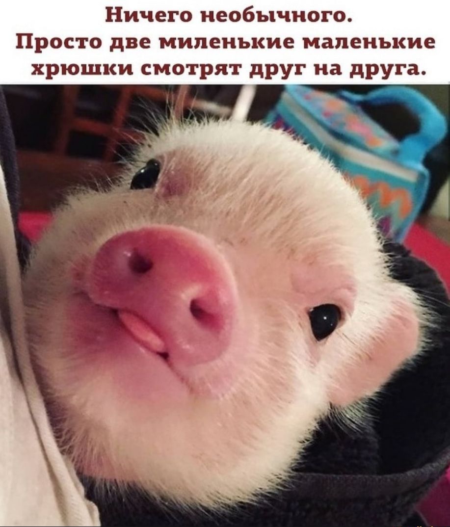 Ничего необычного Просто две миленькие маленькие хрюшки смотрят друг на друга