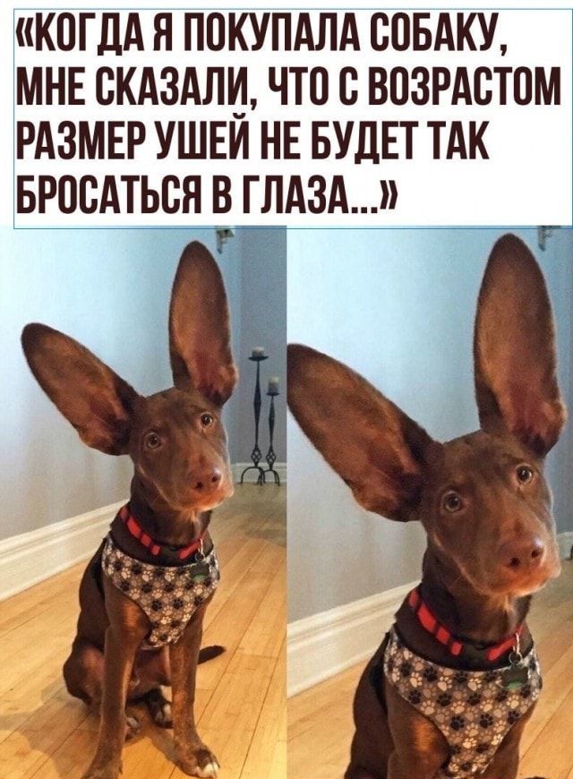 КОГДА Я ППКУПАЛА СОБАКУ МНЕ СКАЗАЛИ ЧТО С ВПЗРАСТПМ РАЗМЕР УШЕИ НЕ БУДЕТ ТАК БРОВАТЬВЯ В ЛА3А _ г