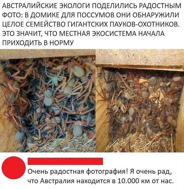 АВСТРАЛИЙСКИЕ ЭКОЛОГИ ПОДЕЛИЛИСЬ РАДОСТНЫМ ФОТО В дОМИКЕ ДЛЯ ПОССУМОВ ОНИ ОБНАРУЖИЛИ ЦЕЛОЕ СЕМЕЙСТВО ГИГАНТСКИХ ПАУКОВОХОТНИКОВ ЭТО ЗНАЧИТ ЧТО МЕСТНАЯ ЭКОСИСТЕМА НАЧАЛА ПРИХОДИТЬ В НОРМУ Очень радостная фотография Я очень рад что Австралия находится в 10000 км от нас