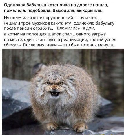 Одинокая Бнбулька коеночка на дпрпге нашла пожалела подобрала Выходила выкормила Ну получился копи ирупиенький _ ну и ч Решили трое т в камп эт одинокую бабульку после пенсии ограбить Вломились дом а котик на полке для шапок шал одного загрыз на мене один юнцаш в реанимации третий успел сееметь После выяснили это был котенок машла