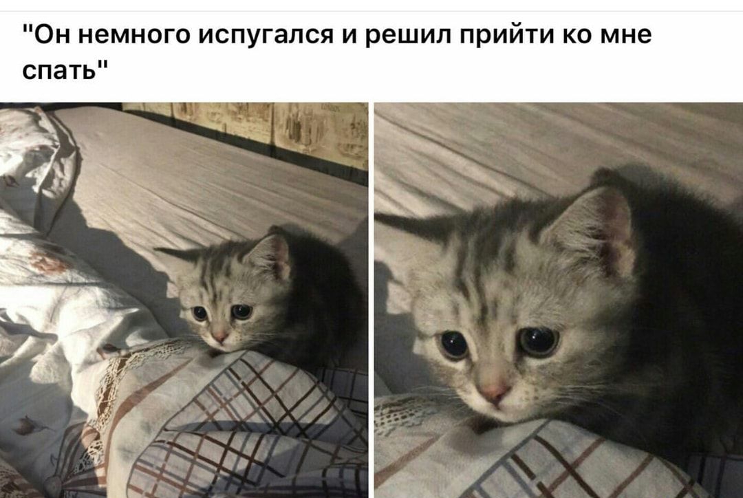Он немного испугался и решил прийти ко мне