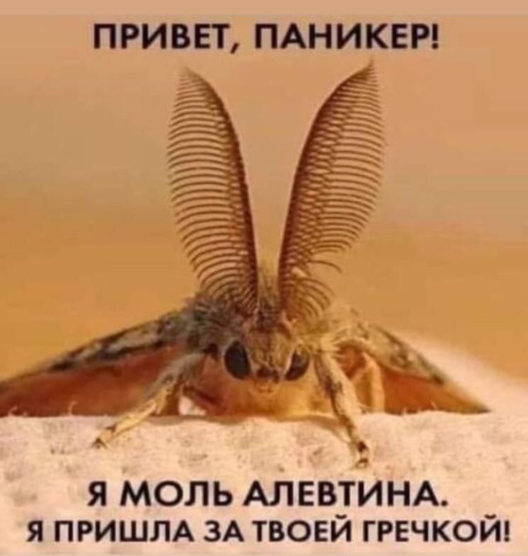 ПРИВЕТ ПАНИКЕР я моль АЛЕВТИНА я ПРИШЛА ЗА твоей гречкой