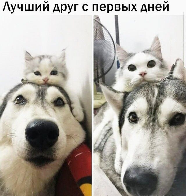 учший друг с первых дней