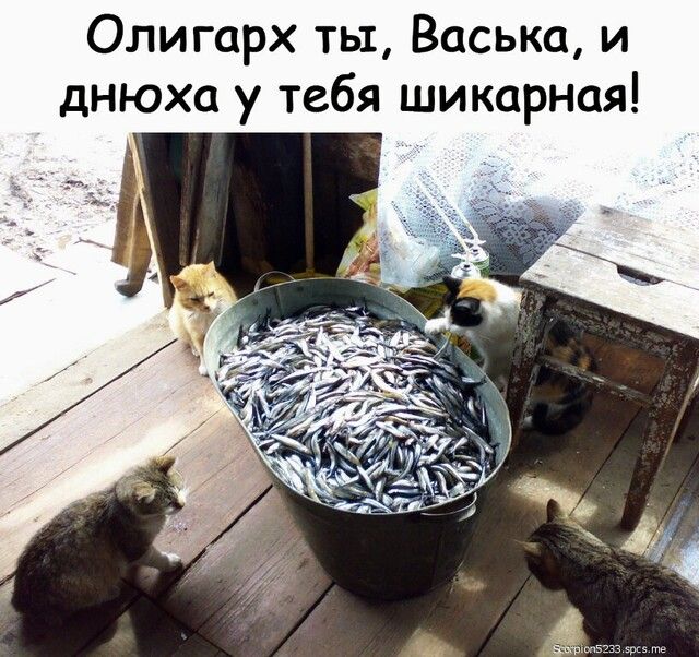 Олигарх ты Васька и днюха у тебя шикарная