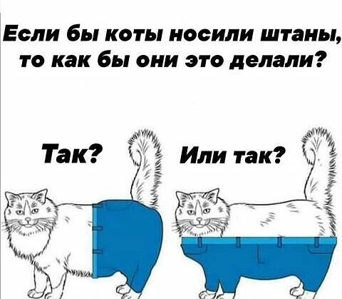 Если бы коты носили штаны то как бы они это делали