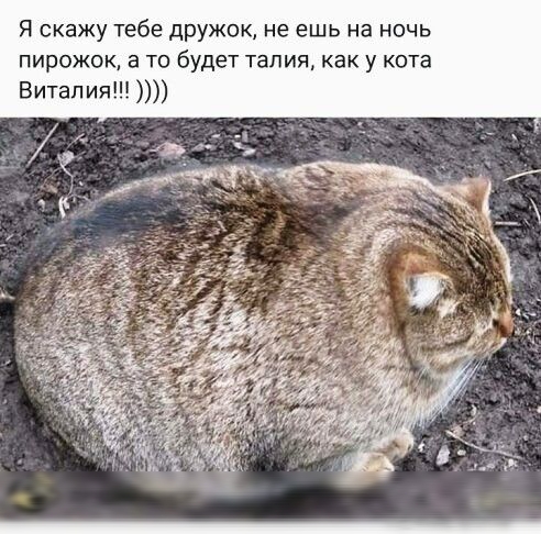 Я скажу тебе дружок не ешь на ночь пирожок а то будет талия как у кота Витап ия
