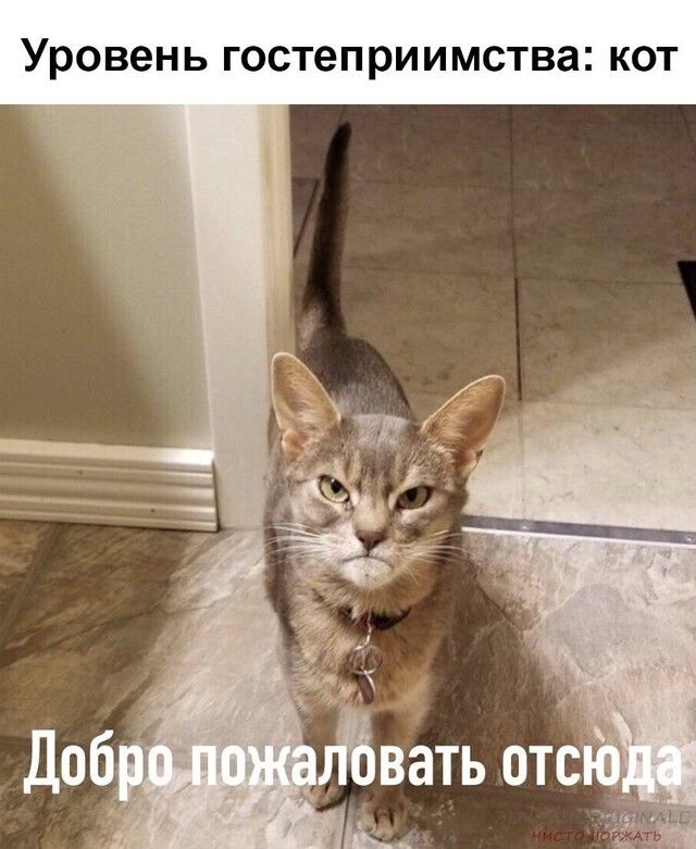 Уровень гостеприимства кот