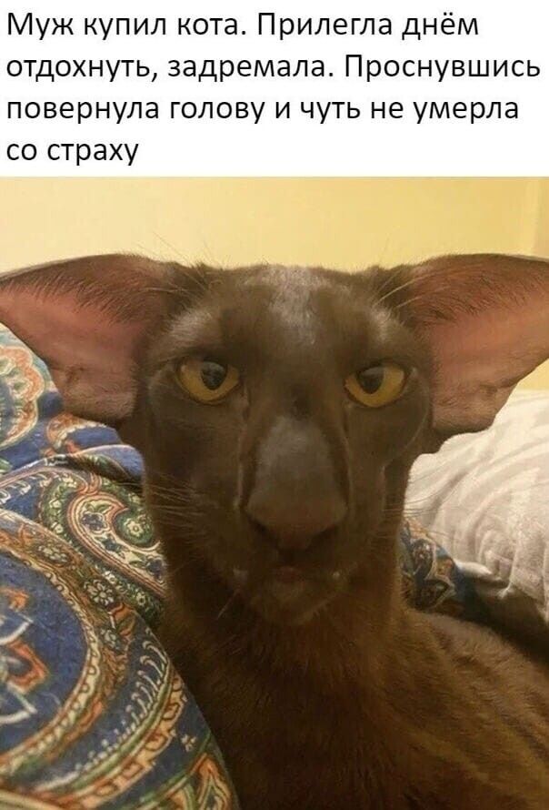 Муж купил кота Прилегла днём отдохнуть задремала Проснувшись повернула голову и чуть не умерла со страху