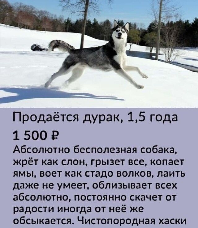 Продаётся дурак 15 года 1 500 Р Абсолютно бесполезная собака жрёт как слон грызет все копает ямы воет как стадо волков лаить даже не умеет облизывает всех абсолютно постоянно скачет от радости иногда от неё же обсыкается Чистопородная хаски