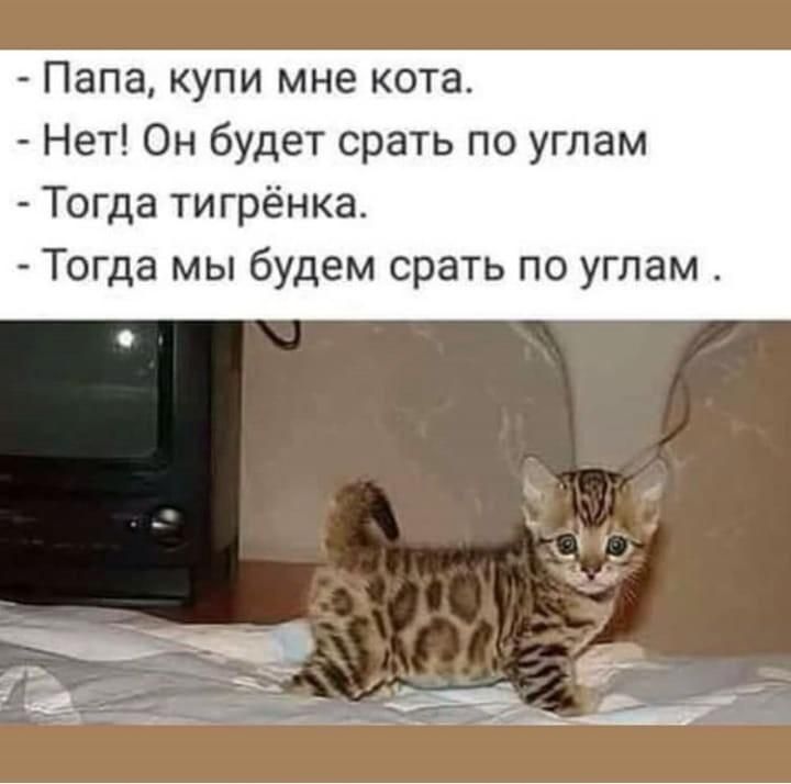 Папа купи мне кота Нет Он будет срать по углам Тогда ти грёнка Тогда мы будем срать по углам